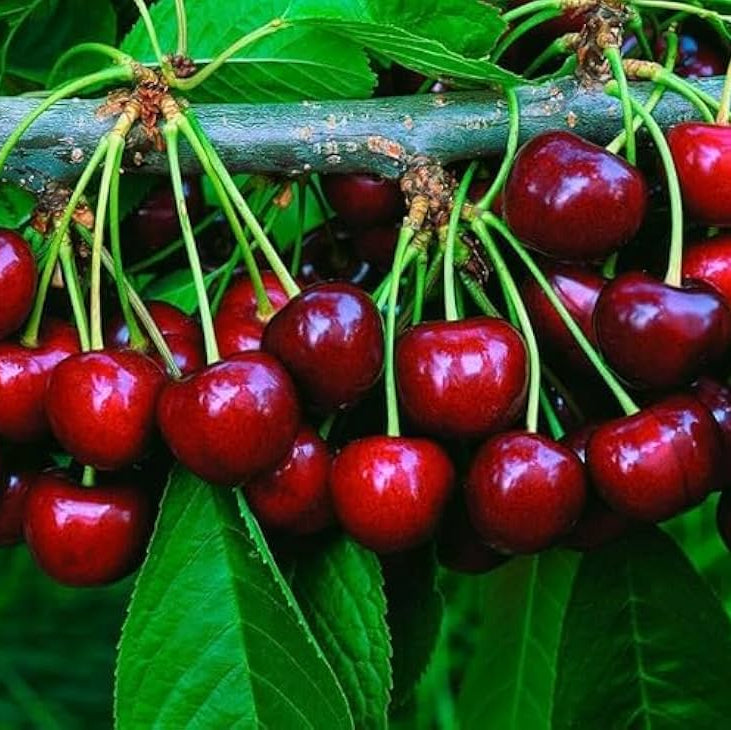 Crimson Red Acerola Seeds - Fruit Plant Seeds for Home Gardens