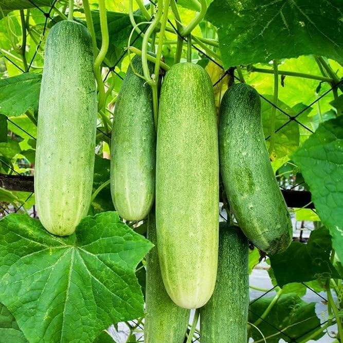 Crisp Salad Cucumber Seeds - Vegetable Plant