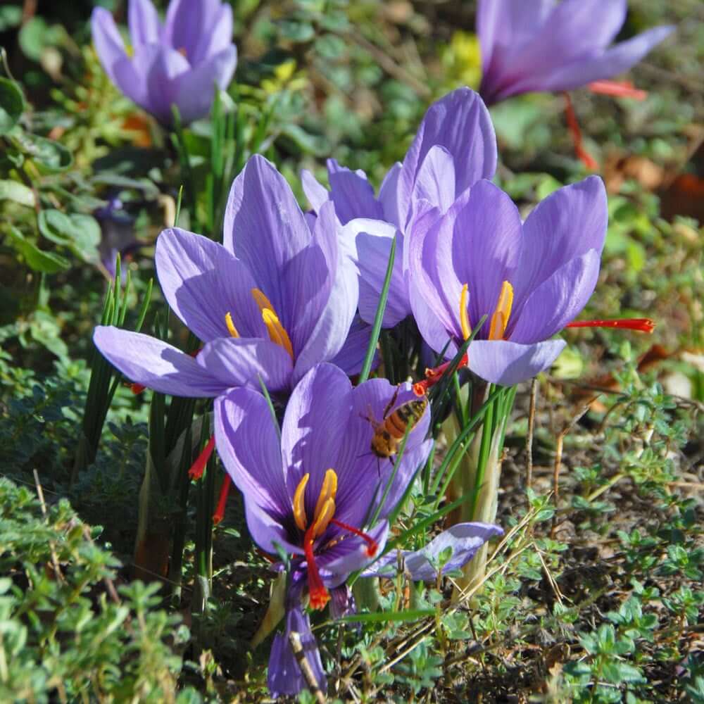 Crocus Sativus Saffron Seeds