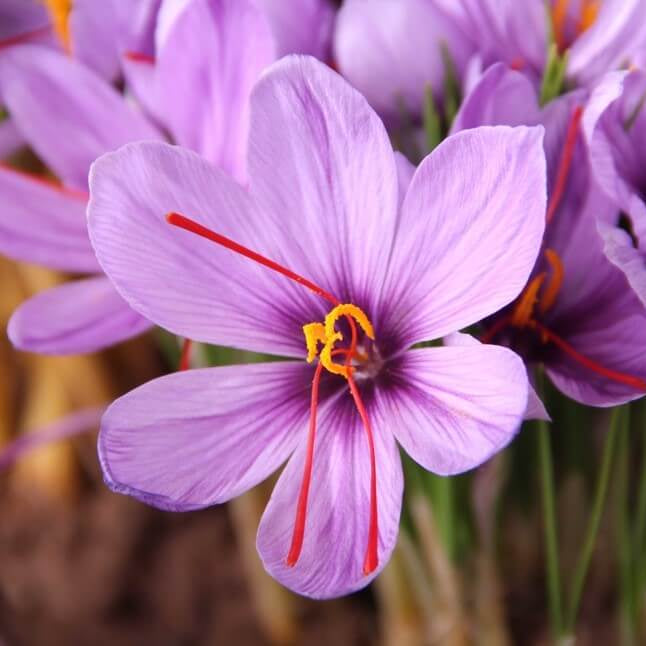 Crocus Sativus Seeds
