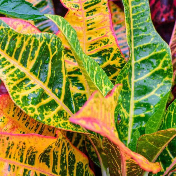 Croton Seeds