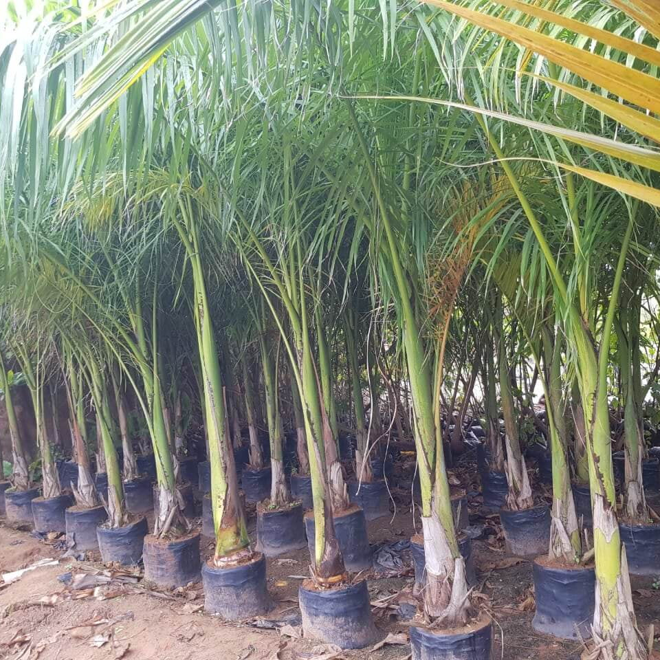 Cuban Royal Palm Seeds