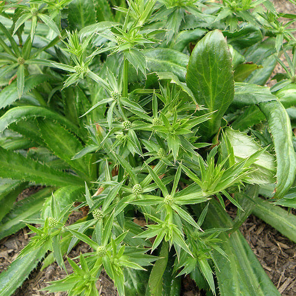 Culantro Seeds
