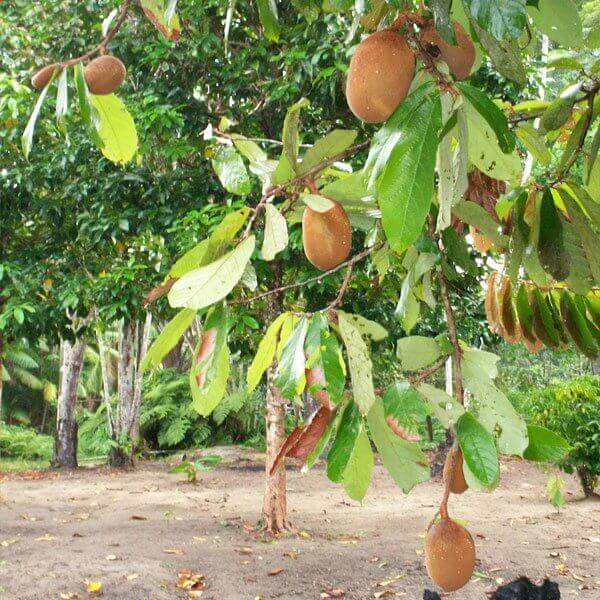 Cupuacu Theobroma Seeds
