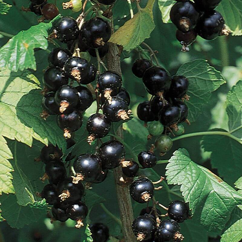 Currant Seeds