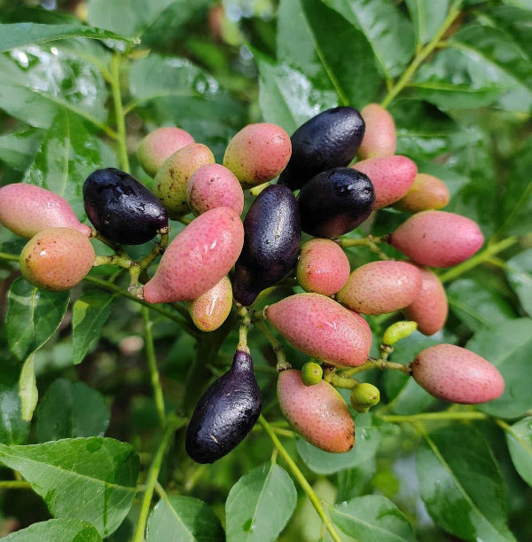 Curry Leaf Seeds - Herbal Plant