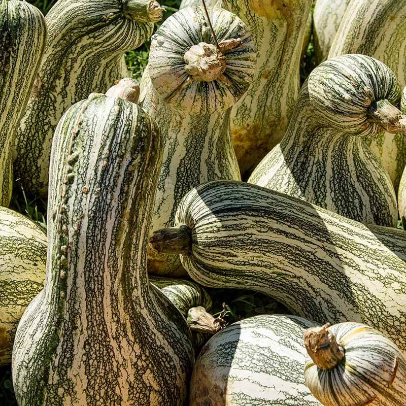 Cushaw Pumpkin Seeds