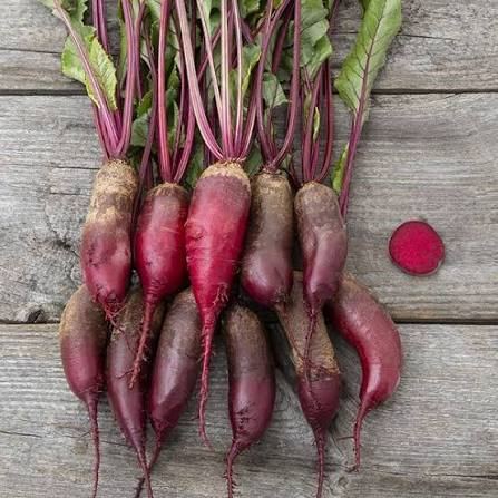 Cylindra Beet Seeds