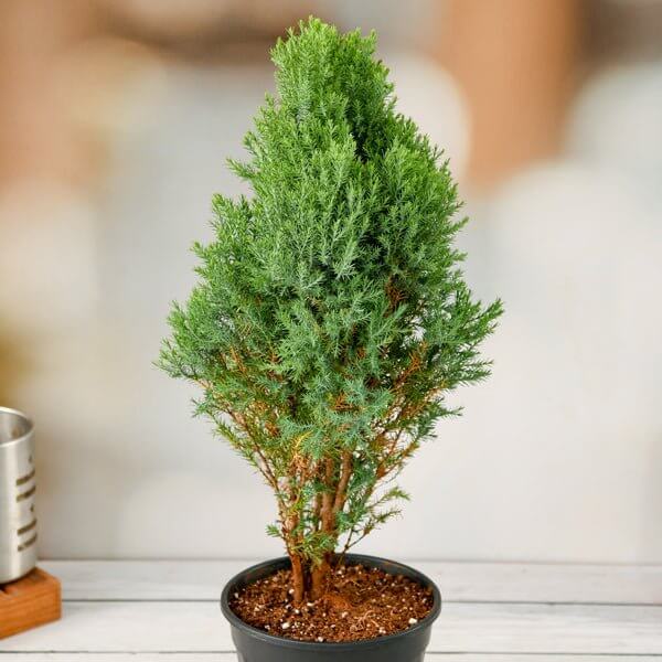 Cypress Tree Seeds - Ornamental Plant Seeds for Home Gardens
