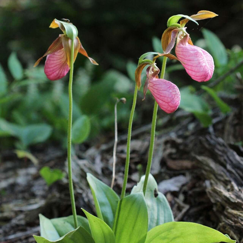 Cypripedium Seeds - Heirloom Flower Plant for Home Gardens