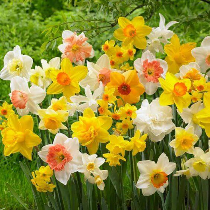 Daffodil Seeds - Flower for Home Gardens
