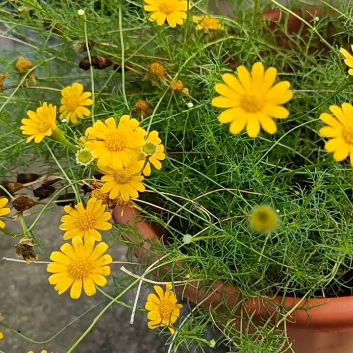 Dahlberg Daisy Seeds - Flower Plant