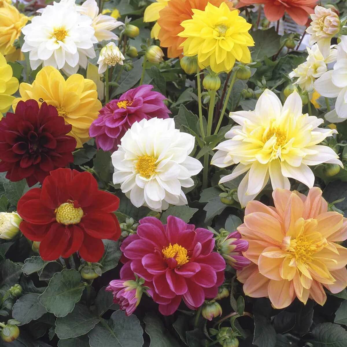 Dahlia Seeds - Flower Plant