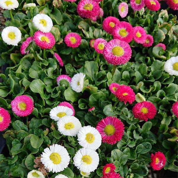 Daisy Seeds - Flower Plant