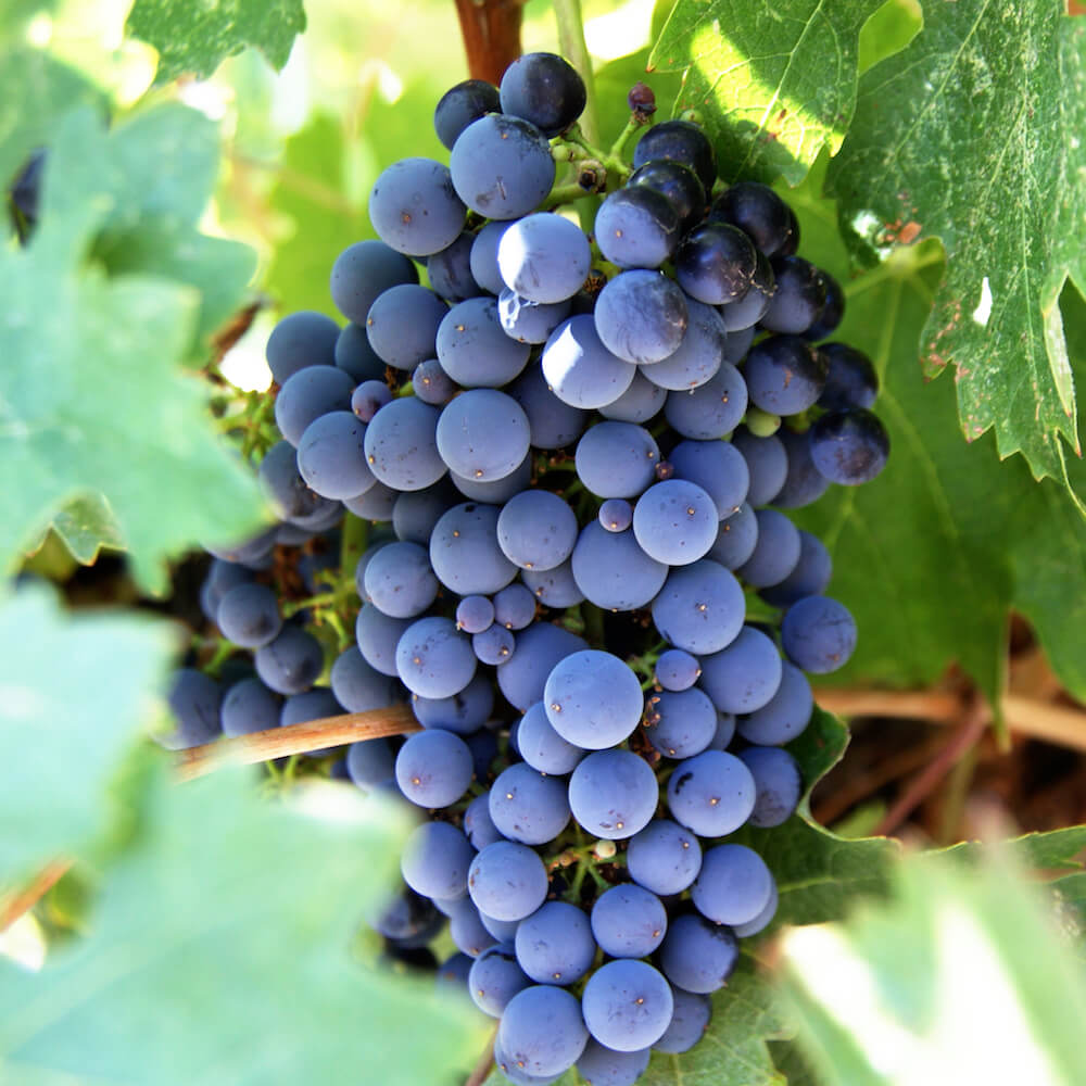 Dark Blue Grape Seeds