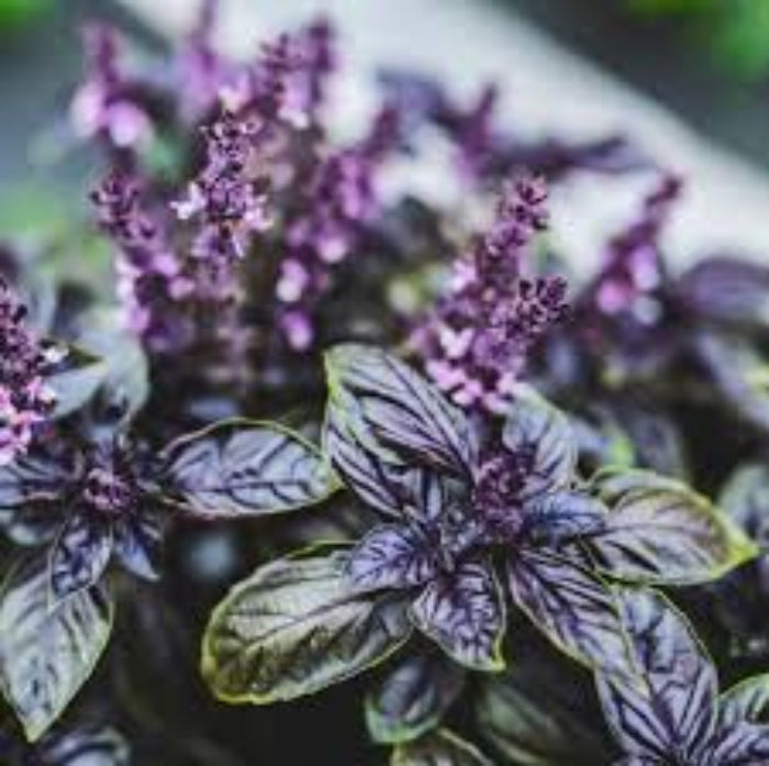 Dark Opal Basil Seeds - Herbal Plant