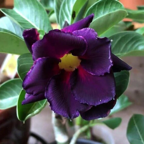 Dark Purple Adenium Obessum Seeds - Flower Plant