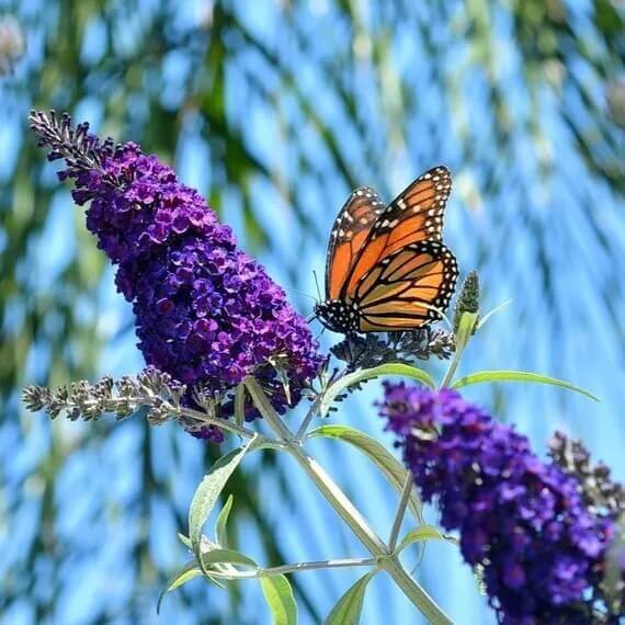 Dark Purple Butterfly Bush Seeds