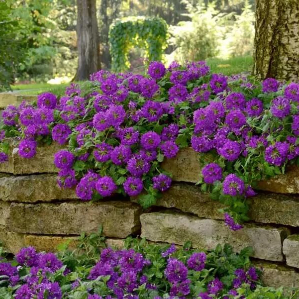 Dark Purple Verbena Seeds