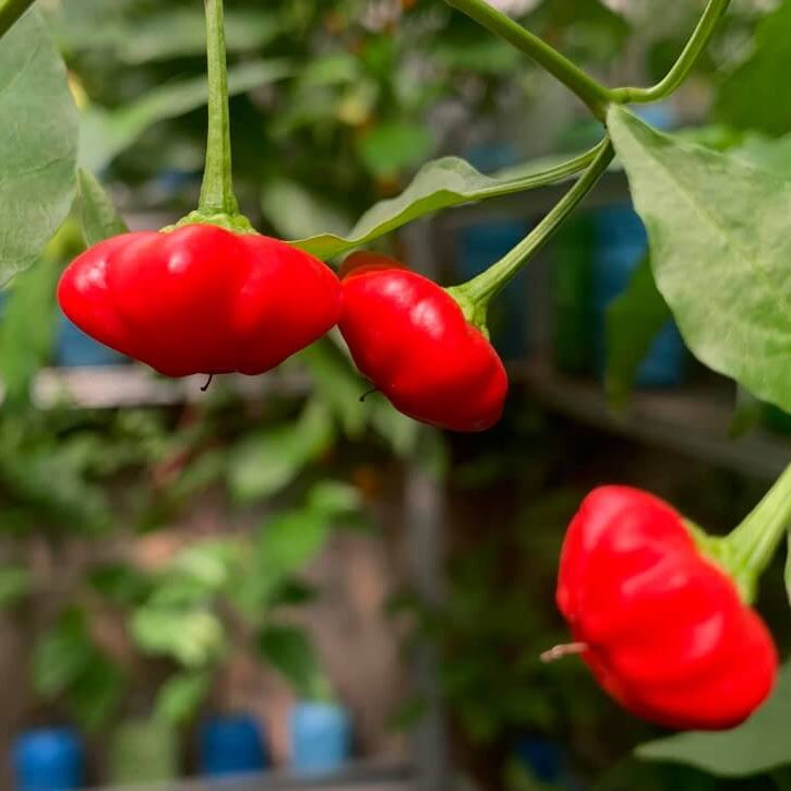 Dark Red Brazilian Chilli Seeds - Vegetable Plant