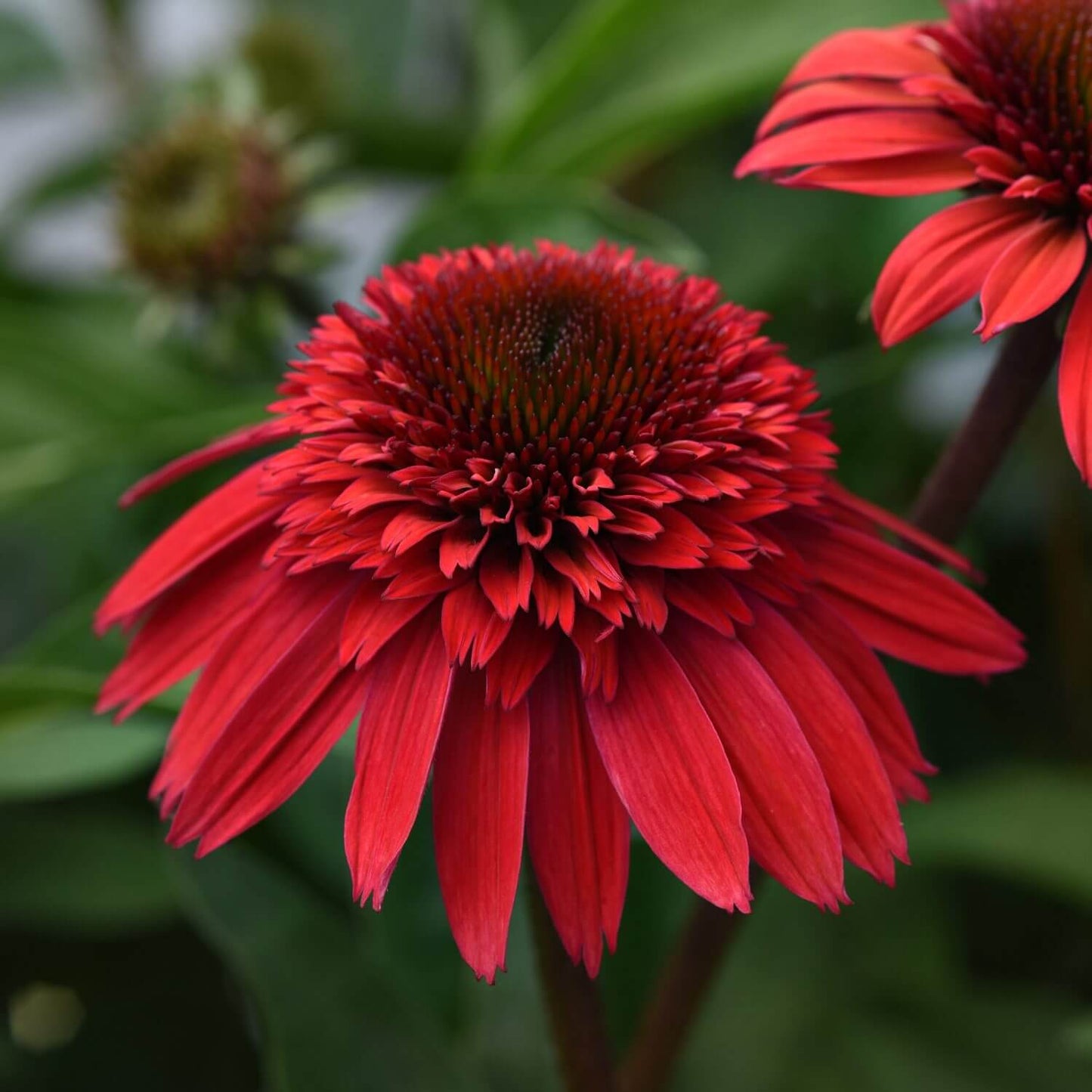 Dark Red Coneflower Seeds