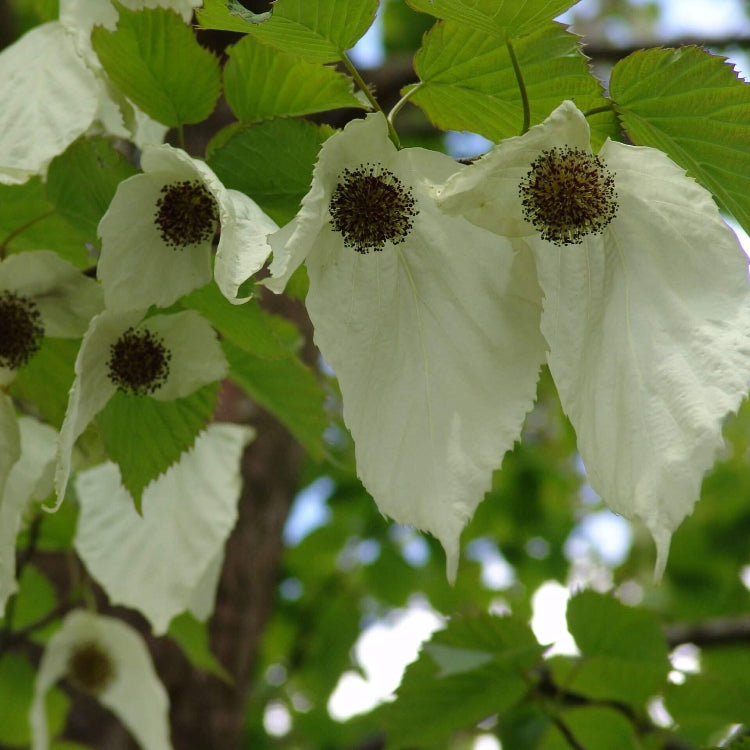 Davidia Involucrata Seeds - Ornamental Flower Plant for Home Gardens
