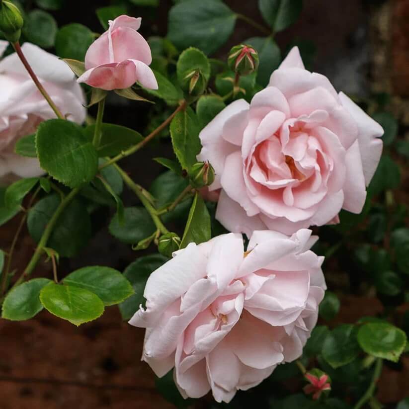 Dawn Rose seeds