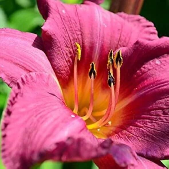 Daylilies Seeds for Sale - Heirloom Flower Plant for Home Gardens