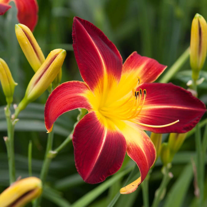 Daylily Seeds - Flower Plant for Home Gardens