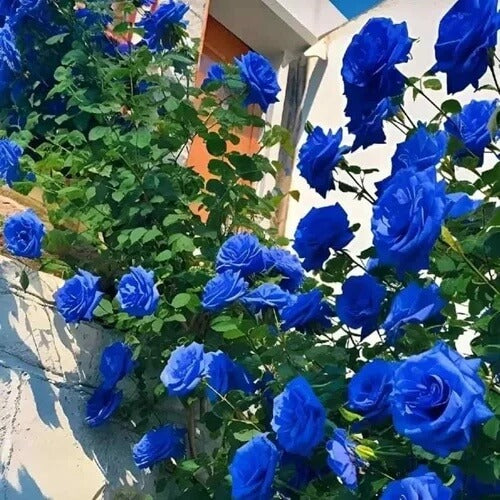 Deep Blue Desert Rose Seeds - Flower Plant