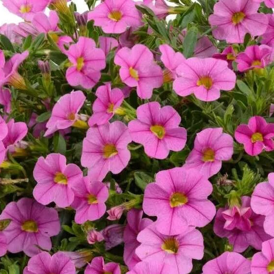 Deep Pink Calibrachoa Seeds
