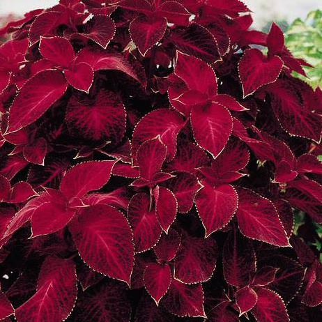Deep Red Coleus Seeds