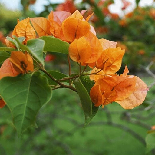 Delta Dawn Bougainvillea Seeds