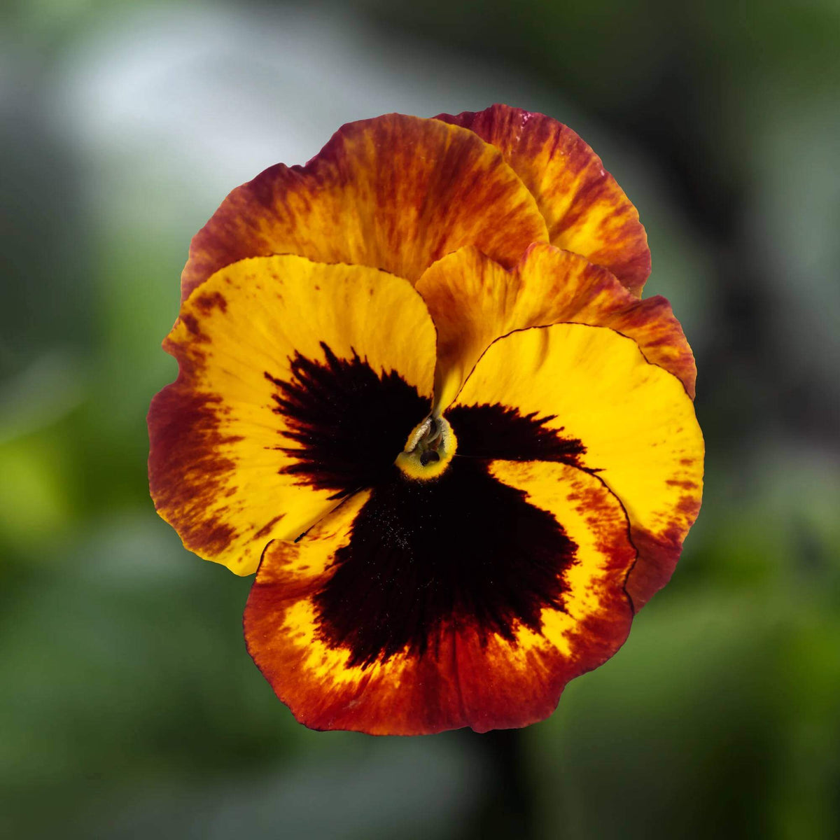 Delta Pansy Seeds