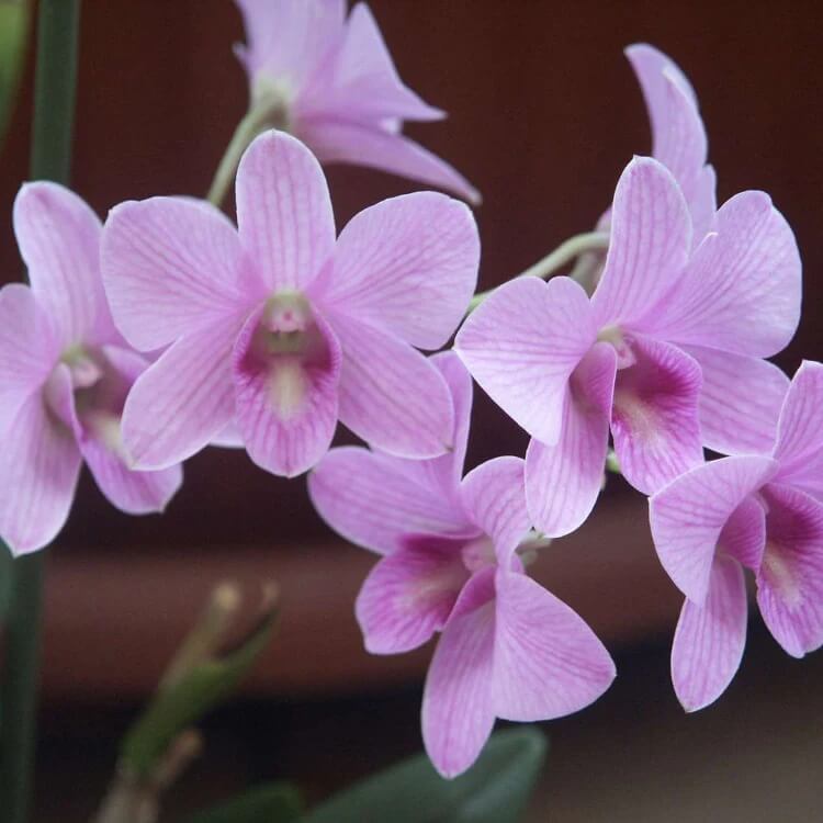 Dendrobium Orchid Seeds