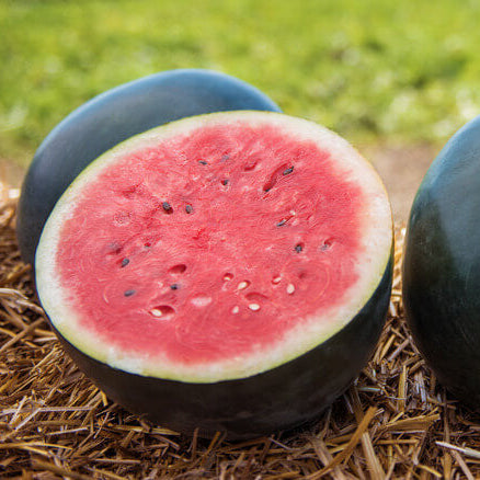 Densuke Watermelon Seeds