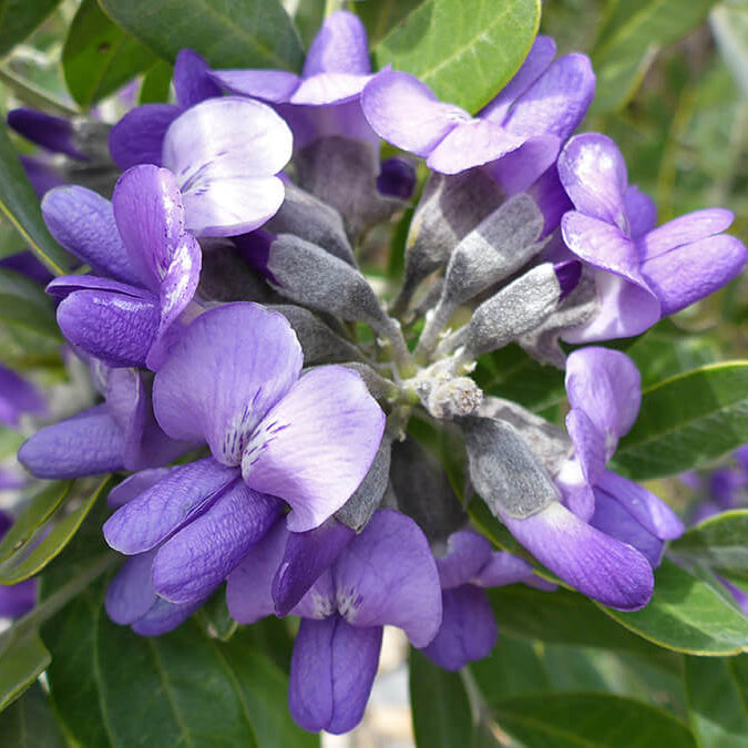 Dermatophyllum Secundiflorum Seeds