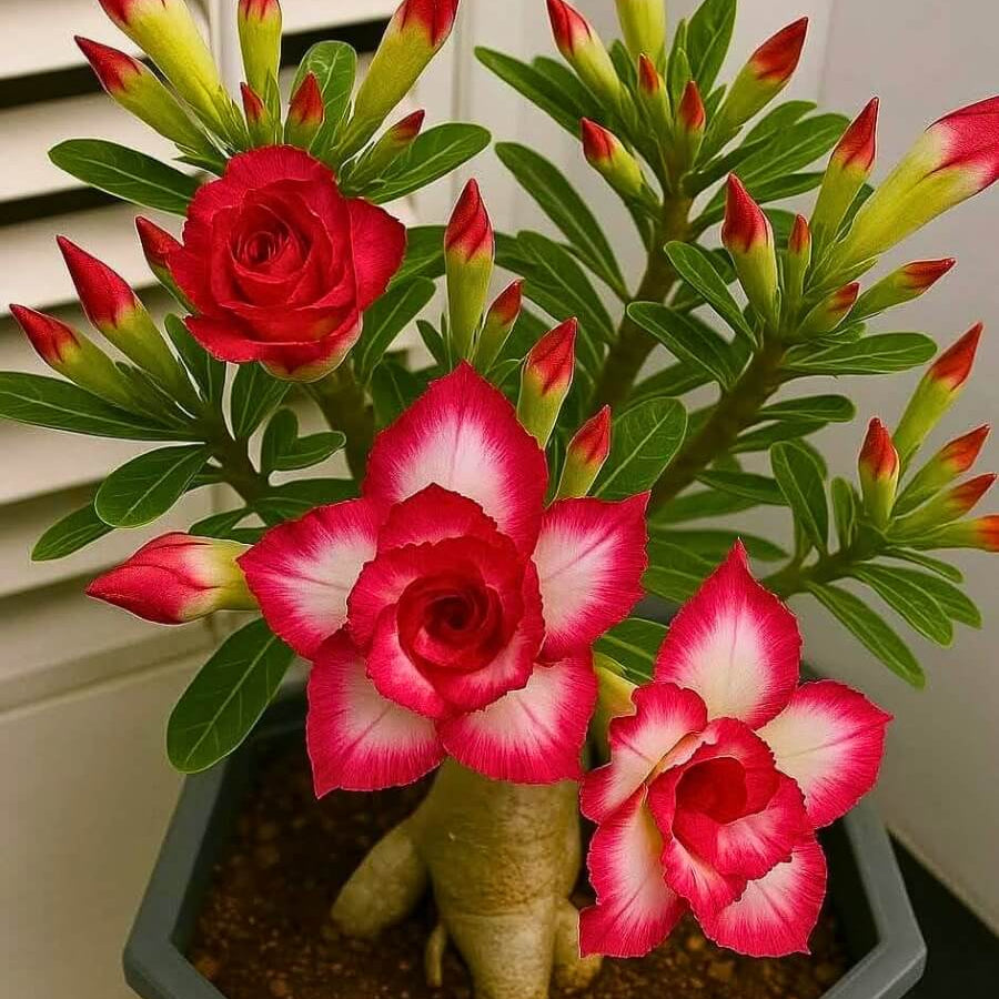 Desert Rose Seeds - Flower Plant