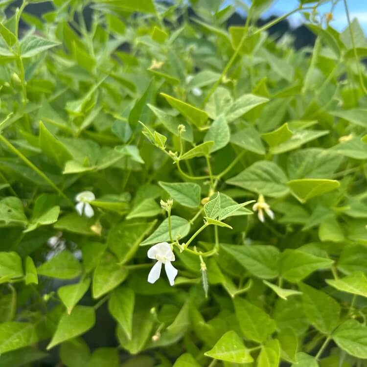Desert Tepary Beans Seeds