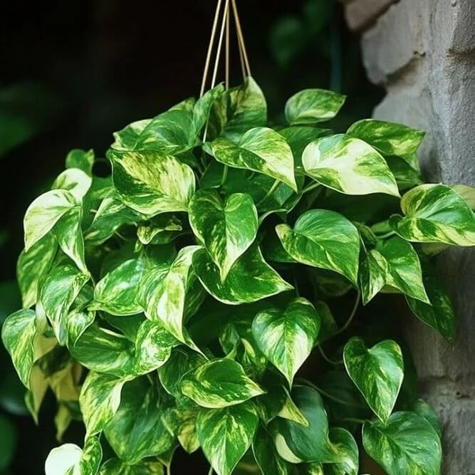 Devil’s Ivy Seeds