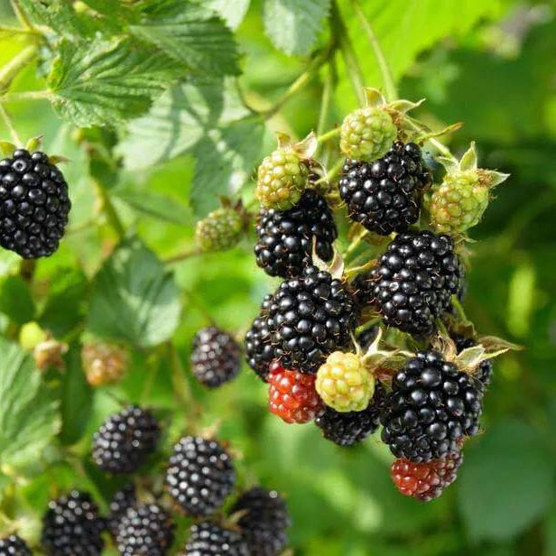 Dewberry Seeds - Native Fruit Plant for Home Gardens