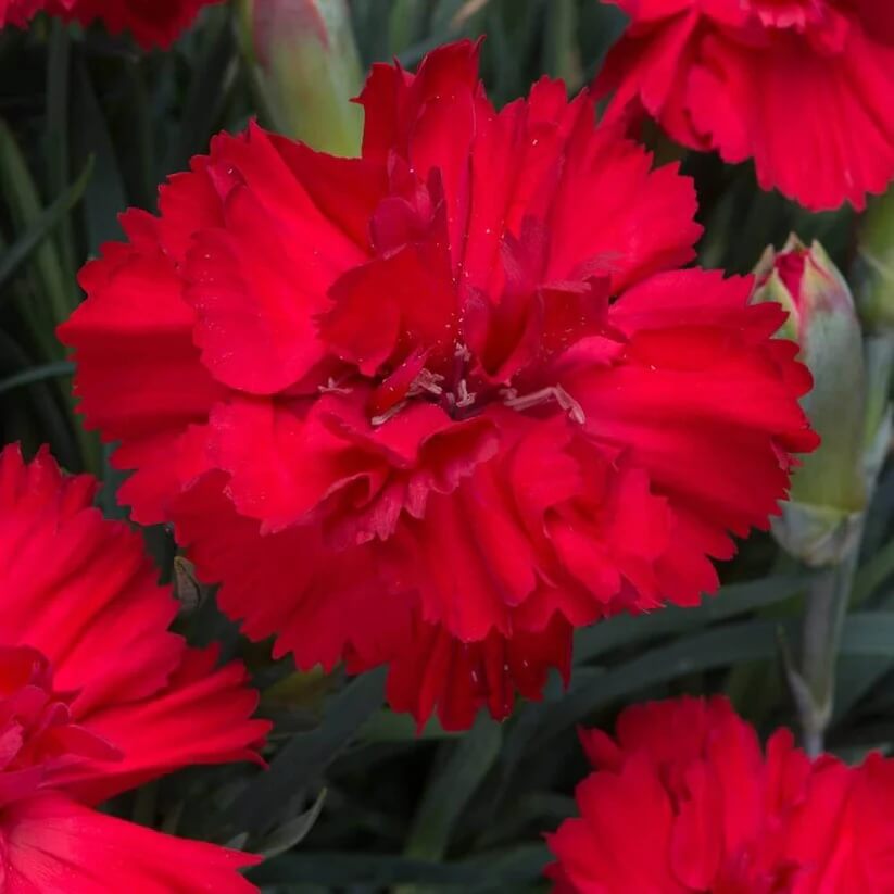 Dianthus Scarlet Red Carnation seeds