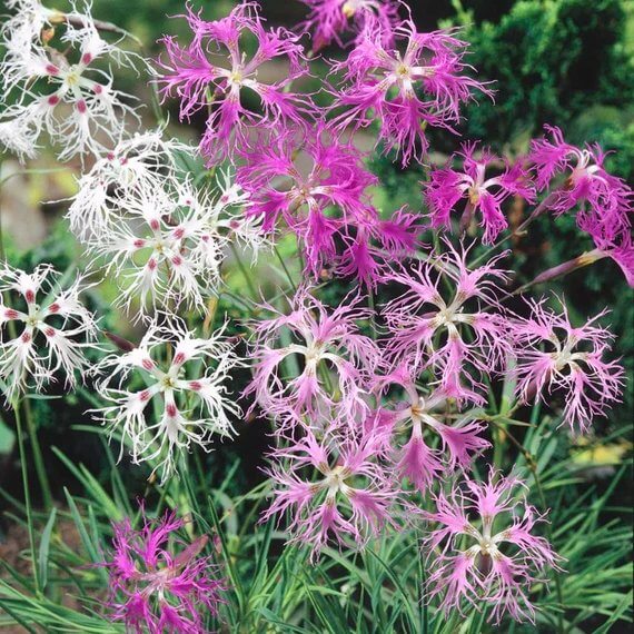 Dianthus Spooky Mix Seeds - Heirloom Flower Plant for Home Gardens