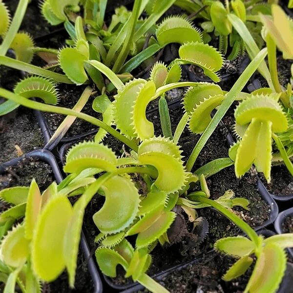 Dionaea Dentata Venus Flytrap Seeds