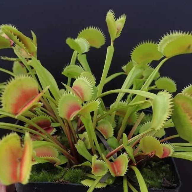Dionaea SW Giant Venus Flytrap Seeds