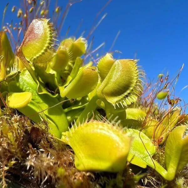 Dionaea Yellow Venus Flytrap Seeds
