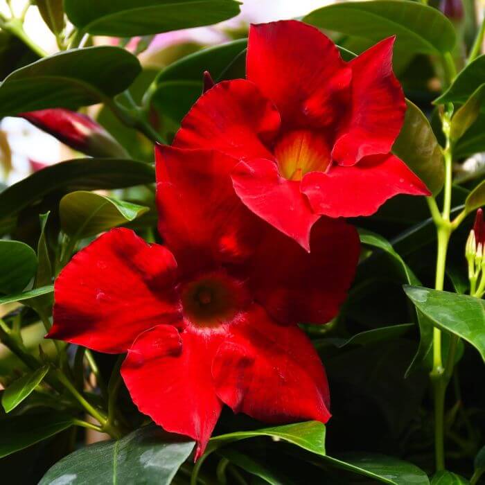 Dipladenia Red Seeds