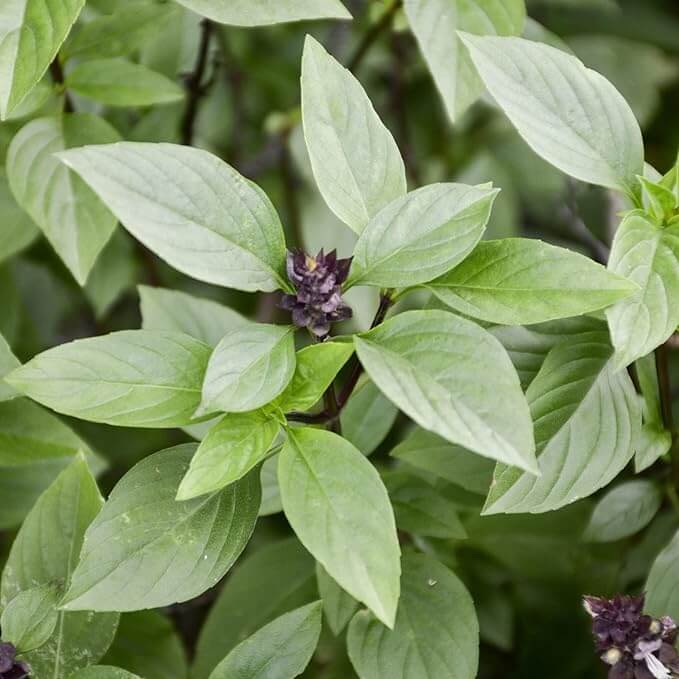 Dolce Fresca Basil Seeds - Herbal Plant