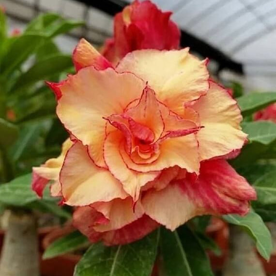 Double Desert Rose Seeds - Flower Plant