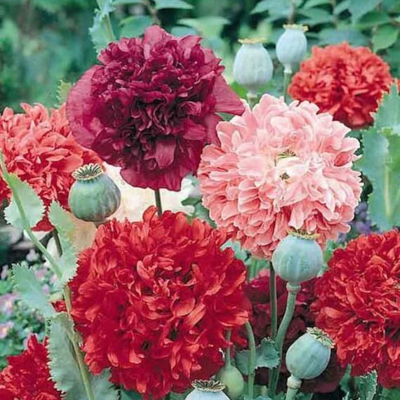 Double Poppy Seeds
